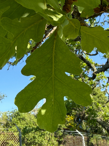 Oregon × valley oak (Quercus garryana)