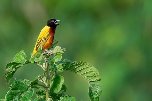 Golden-backed Weaver