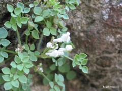 Sarcocapnos enneaphylla