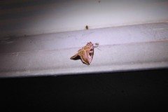Eucarta virgo