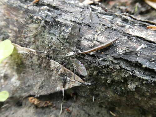 Unknown species found near Greater Thonotosassa, Tampa, FL, USA