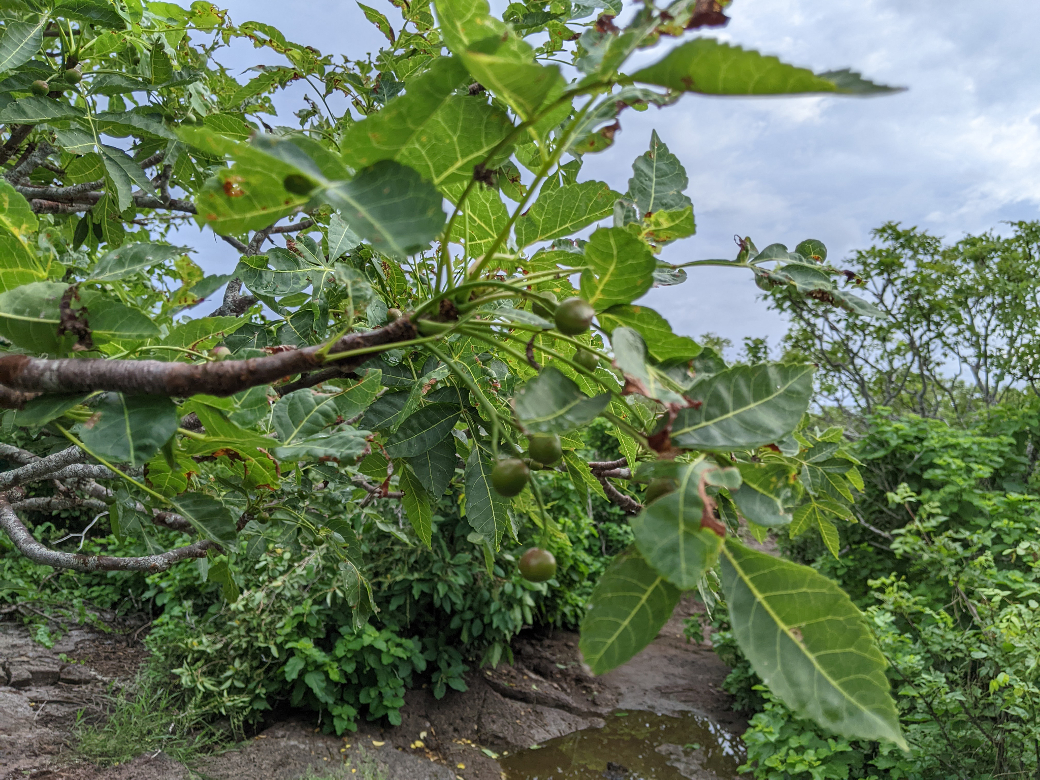 Palo Santo (Bursera graveolens)