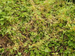 Cuscuta chinensis