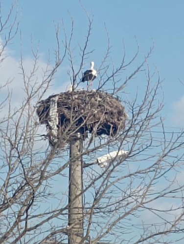 White Stork (Ciconia ciconia), photo 10