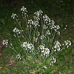 Capsella grandiflora