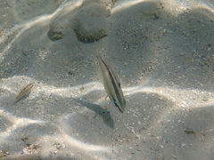 Scolopsis affinis