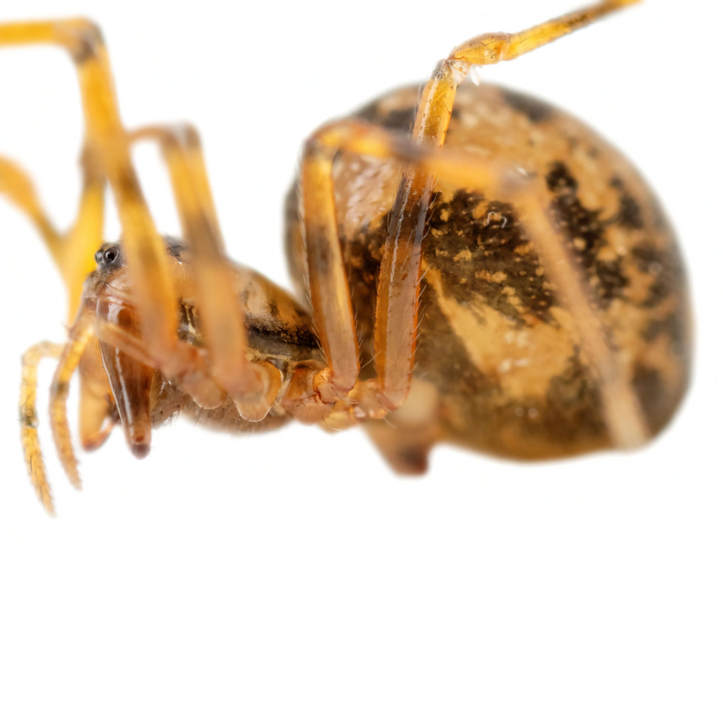 Poeciloneta variegata