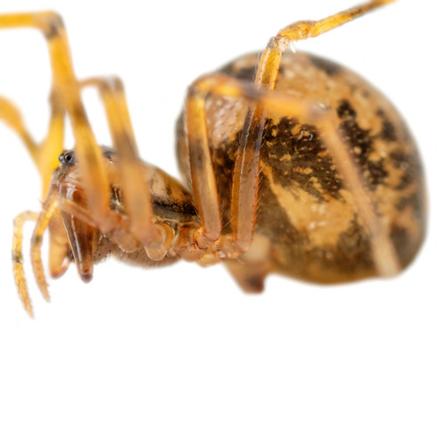 Poeciloneta variegata