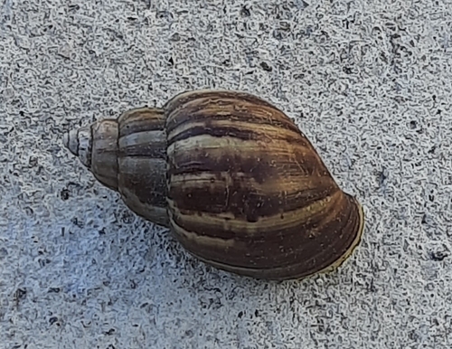 Lissachatina fulica