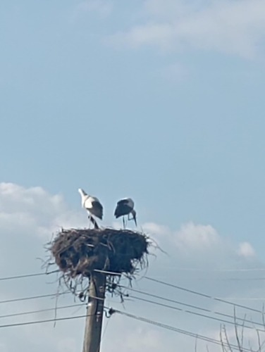 White Stork (Ciconia ciconia), photo 10