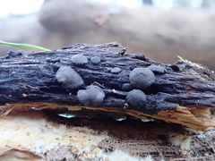 Trichoderma citrinoviride
