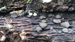 Trichoderma citrinoviride