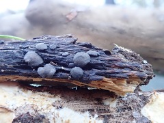 Trichoderma citrinoviride