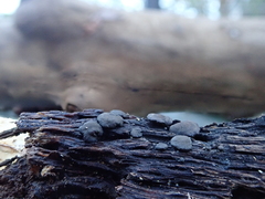 Trichoderma citrinoviride