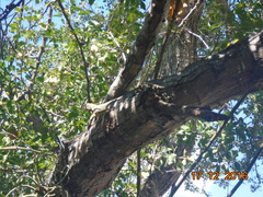 Iguanidae
