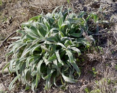 Tradescantia subacaulis