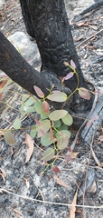 Eucalyptus piperita