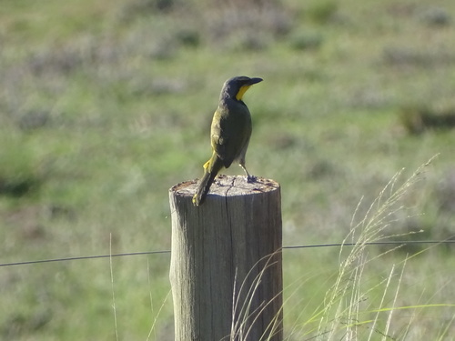Bokmakierie (Telophorus zeylonus), photo 10