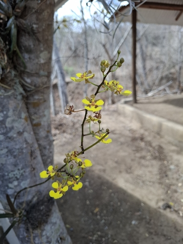 Trichocentrum cebolleta, 2026-03-14