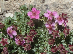 Potentilla nitida