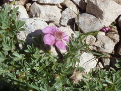 Potentilla nitida