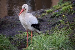 Ciconia ciconia