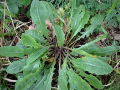 Leontodon tuberosus