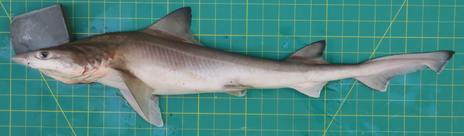 Bigeye Houndshark