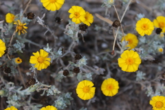 Thymophylla micropoides