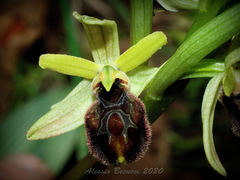 Ophrys exaltata