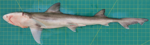 Mustelus mosis observed 2020-02-27