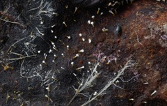 Gliocladium polyporicola