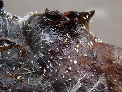 Gliocladium polyporicola