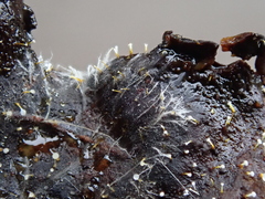 Gliocladium polyporicola