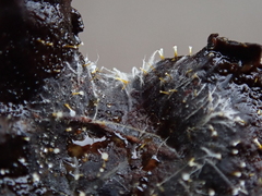 Gliocladium polyporicola