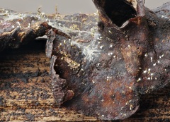Gliocladium polyporicola
