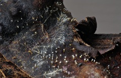 Gliocladium polyporicola