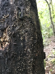 Resupinatus striatulus