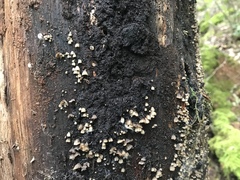 Resupinatus striatulus