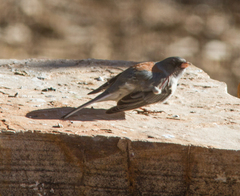 Junco hyemalis caniceps