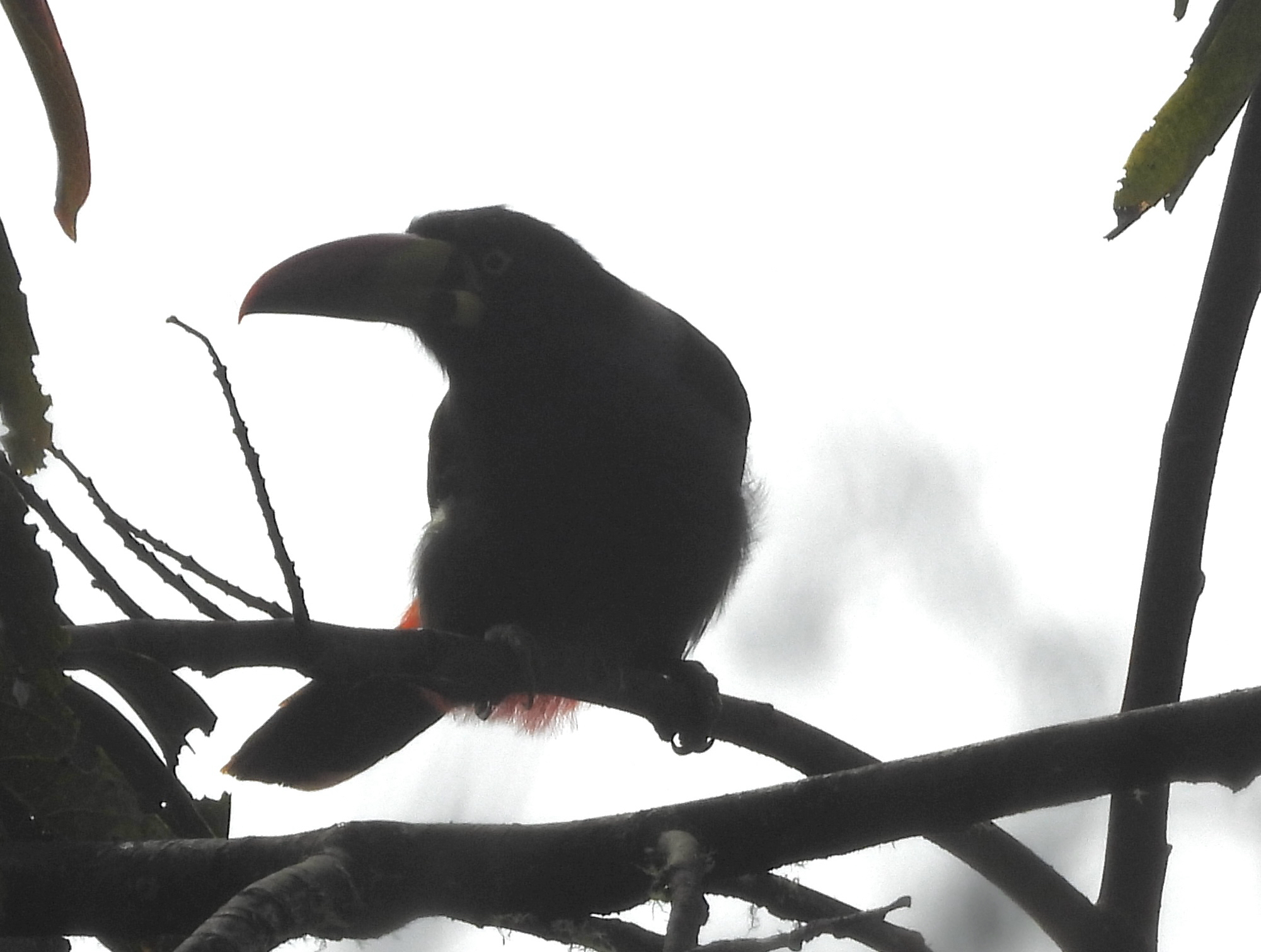 Grey-breasted Mountain Toucan (Andigena hypoglauca), photo 2