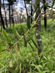 Acacia excelsa