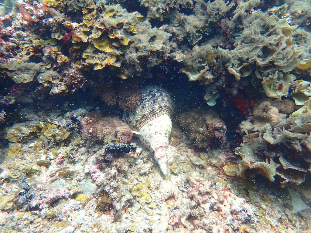 Giant triton