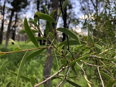 Acacia excelsa