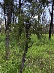 Acacia excelsa