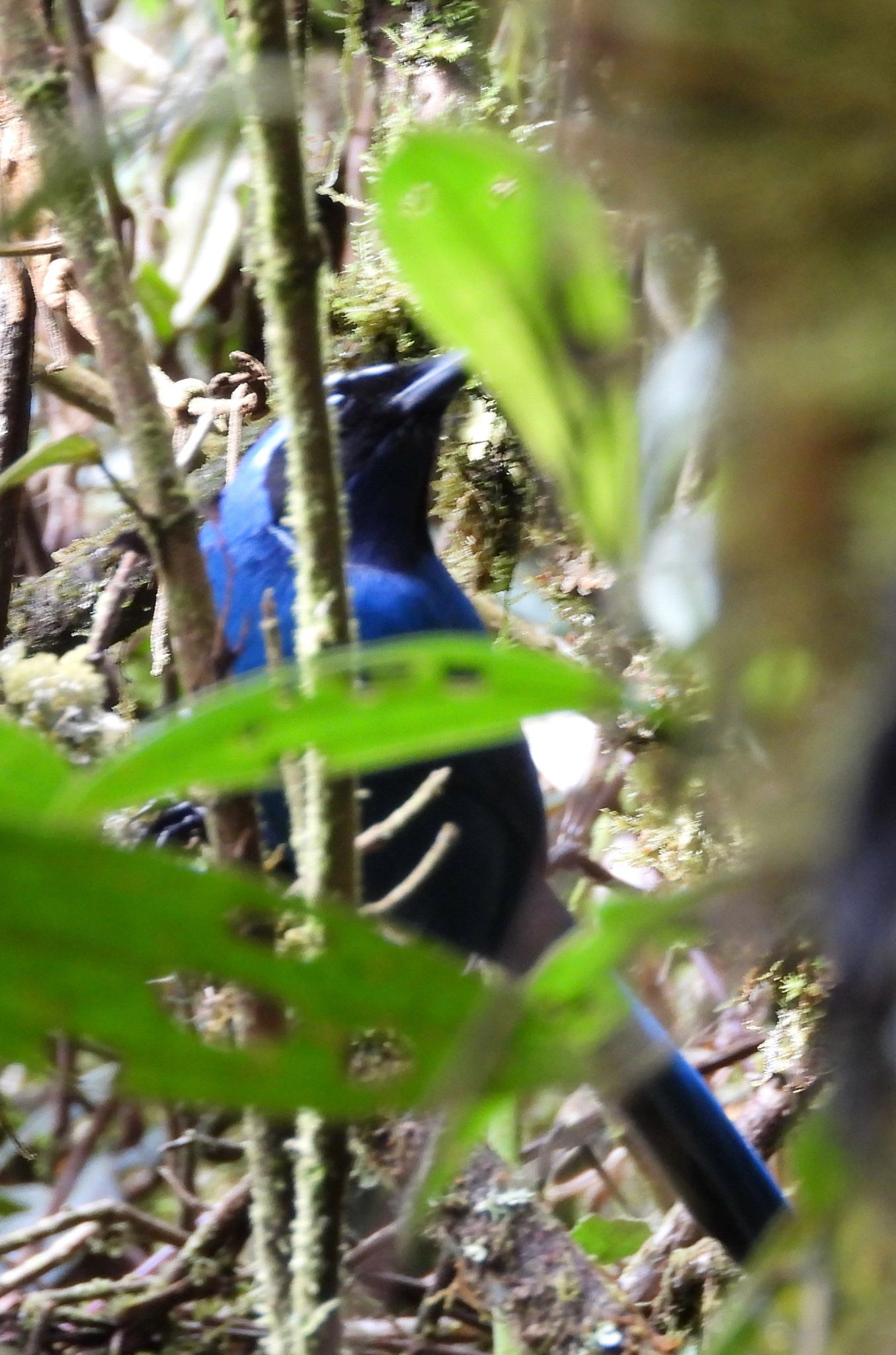White-collared Jay (Cyanolyca viridicyanus), photo 2