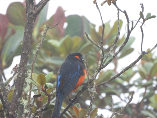 Scarlet-bellied Mountain Tanager (Anisognathus igniventris), photo 5