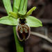 Ophrys exaltata exaltata - Photo (c) Alessio Becucci, osa oikeuksista pidätetään (CC BY-NC), lähettänyt Alessio Becucci