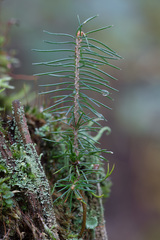 Picea × fennica