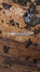 Brachydesmus superus